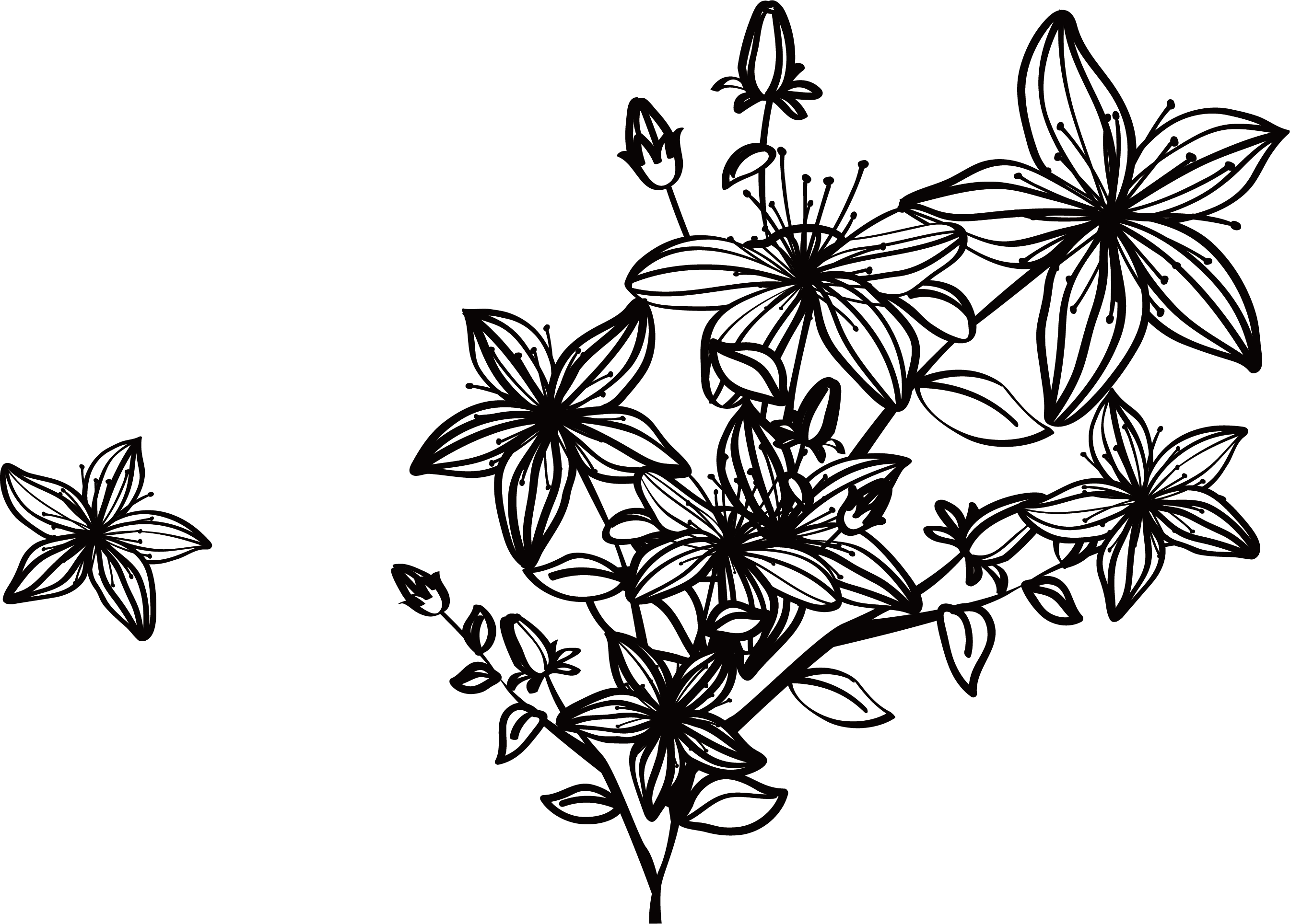 black and white flowers png
