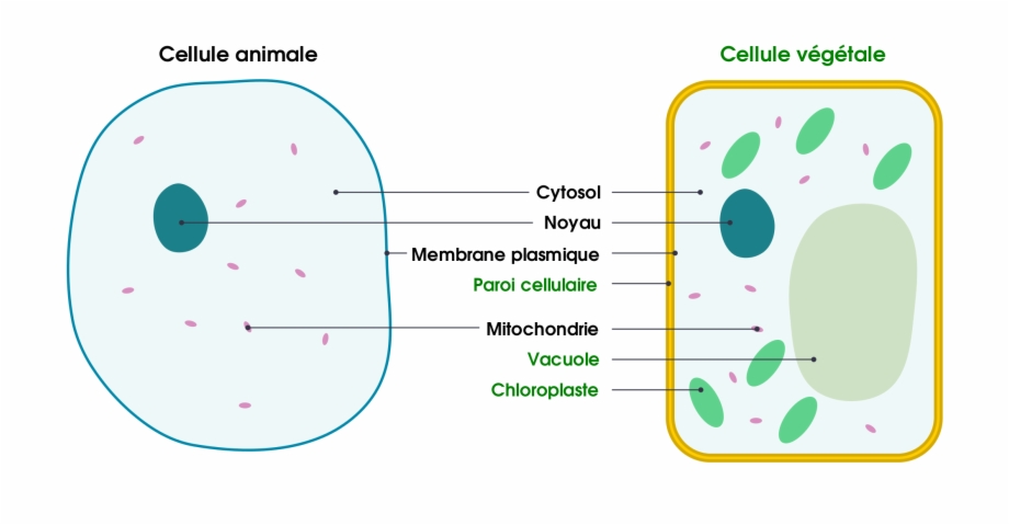 Differences Between Simple Animal And Plant Cells Plant