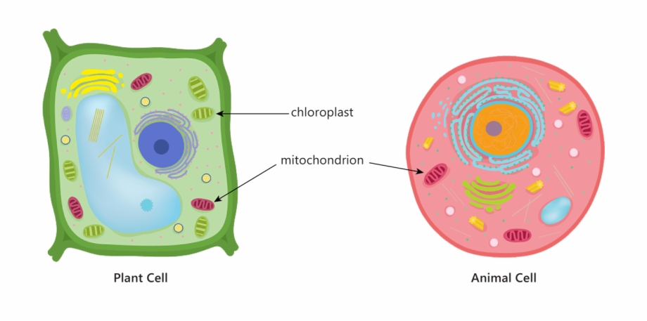 Animal Plant Cell Mitochondria Chloroplast Respiration