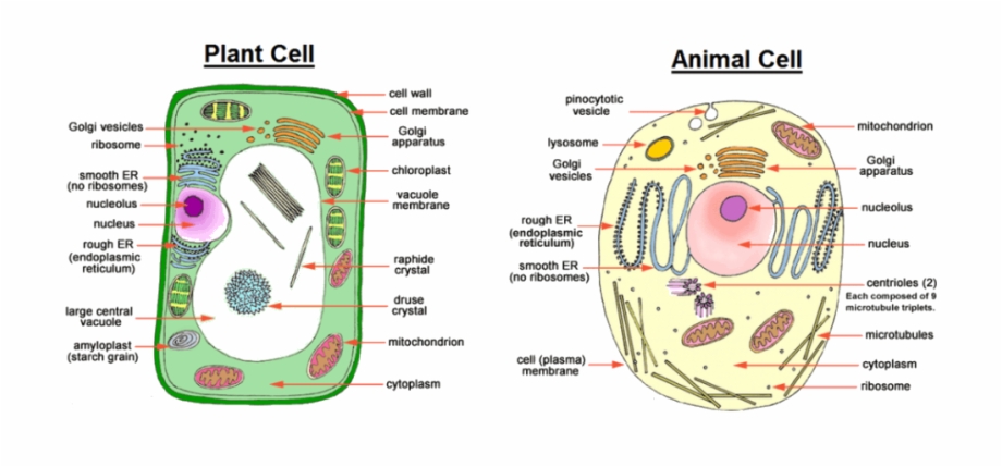 Image Showing Difference Between Animal Cell And Plant - Clip Art Library