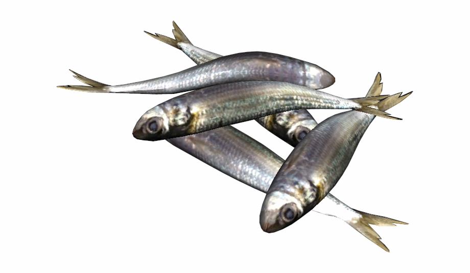Png Sardine Fish