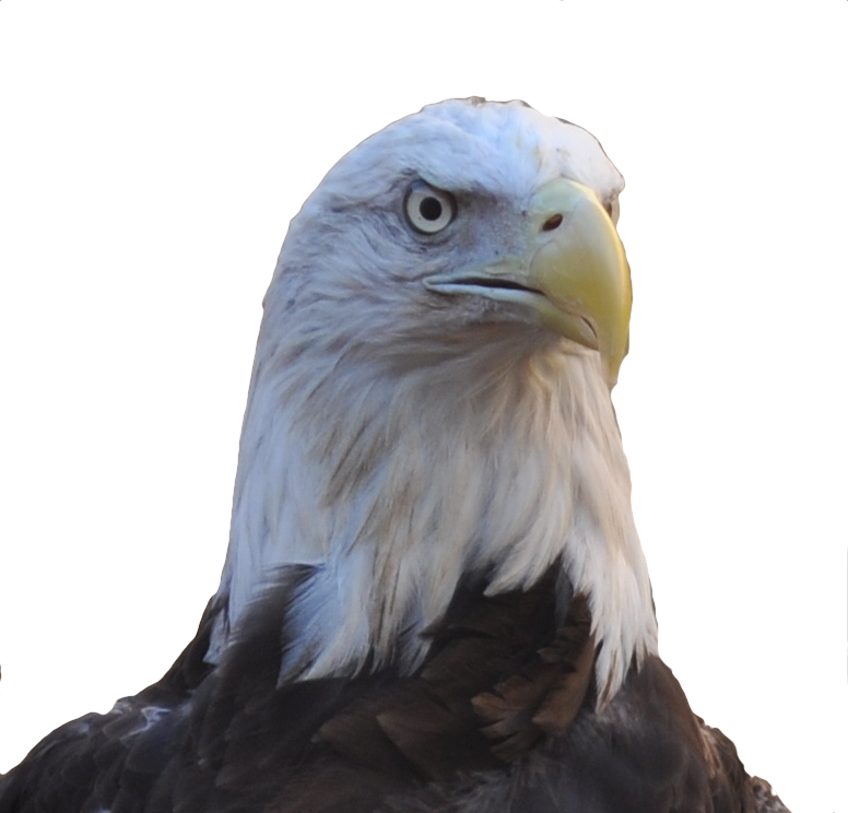Allegiant Our Female Bald Eagle Bald Eagle Head