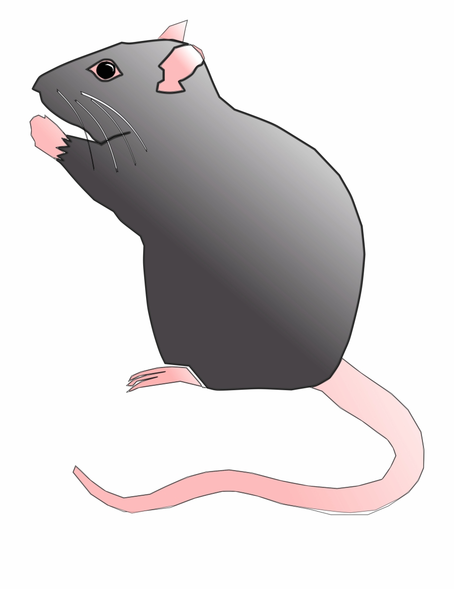 Rat Rodent Pest Mouse Animal Png Image Wood