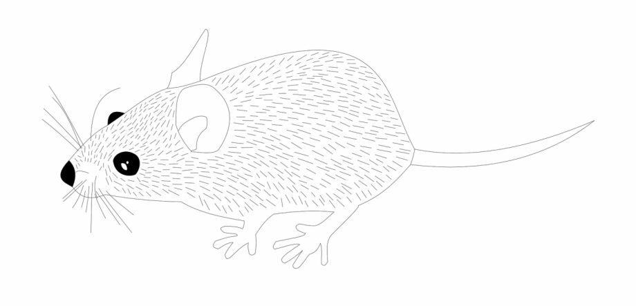 Wood Mouse Animal Mouse Rat Png Image Line