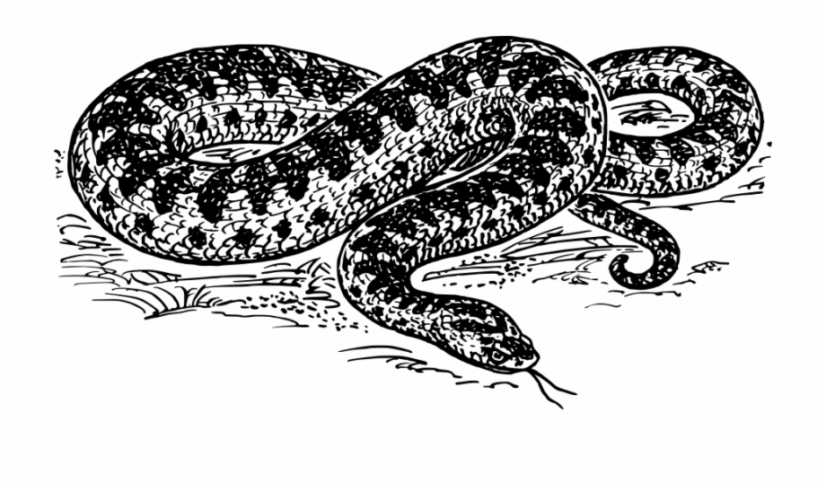 anaconda clipart black and white
