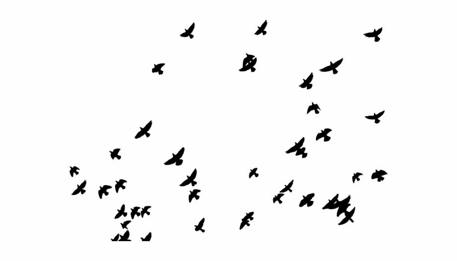 Tumblr Flockstickerremix Ftestickers Bird Ave Silhouette Pigeon Flying