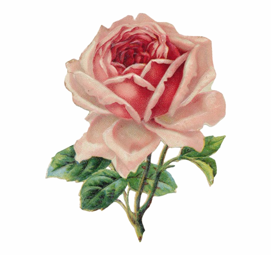 Download File Vintage Rose Clip Art