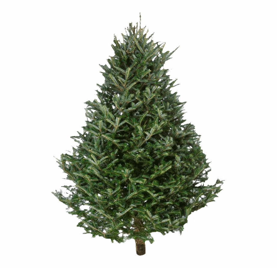 Fraser Fir Christmas Trees Pine Trees Christmas