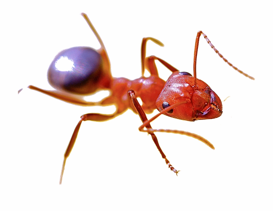 Fire Ant Png
