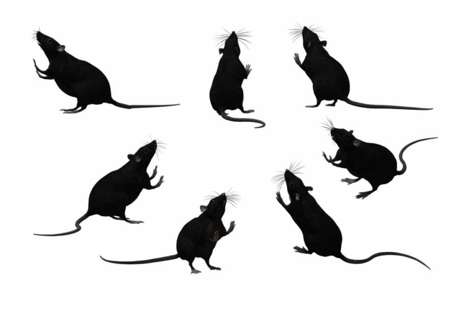 Rat Silhouette Png Png Royalty Free Rats Black