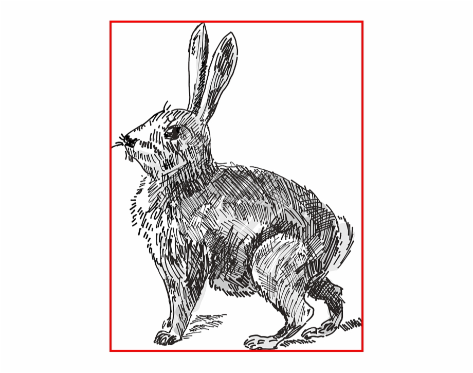 Genealogy Citation Rabbit Png Rabbit Clipart Rabbit Rabbit