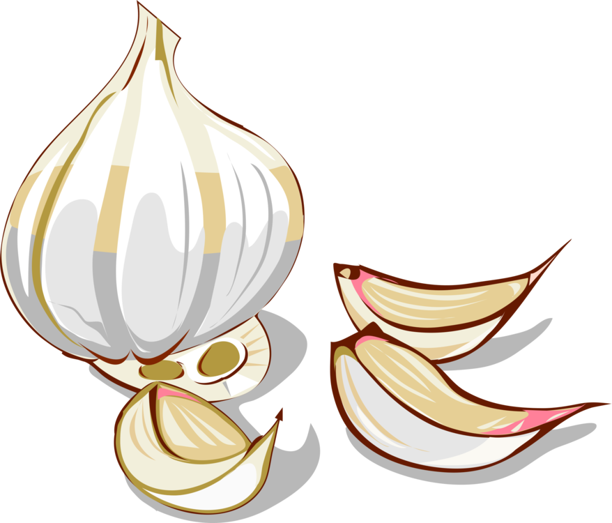 Onion Clipart Shallot Garlic Clipart
