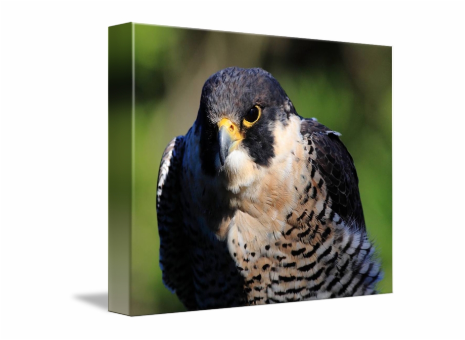 Peregrine Falcon Png Transparent Portable Network Graphics