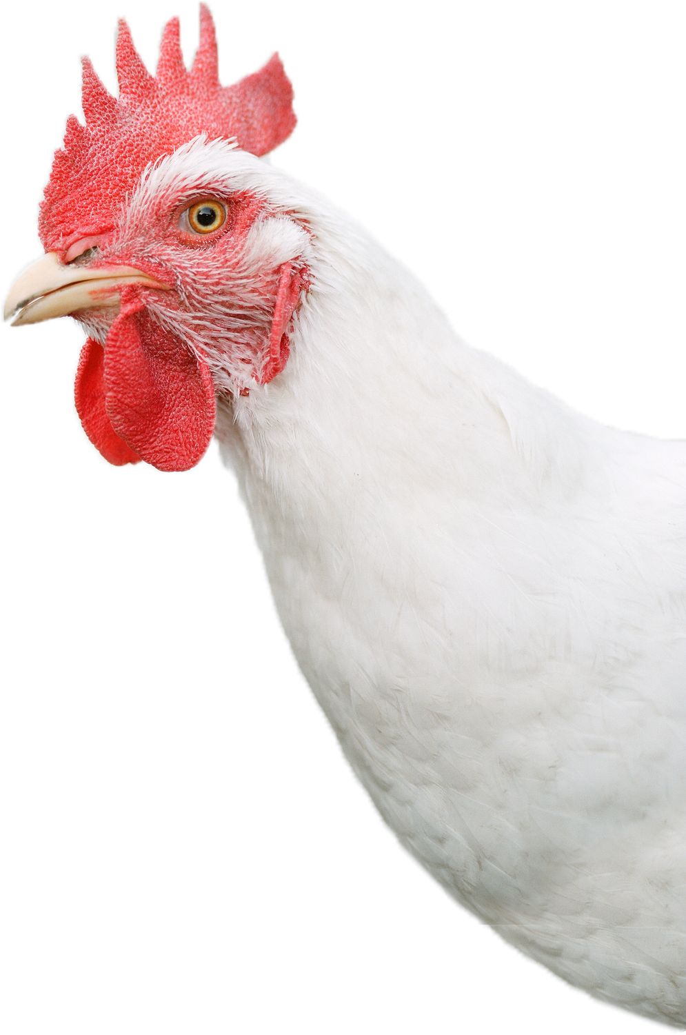 White Chicken Head Png