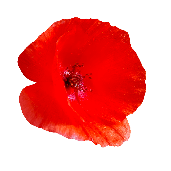 Free Poppy Flower Png, Download Free Poppy Flower Png png images, Free