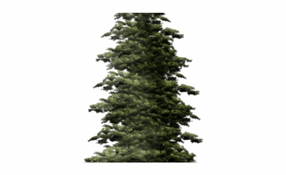 Fir Tree Png Transparent Images Tall Pine Tree