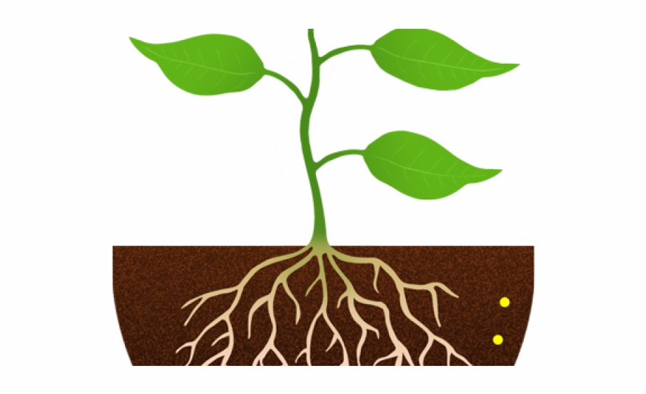 Plants Clipart Root Plant With Roots Png
