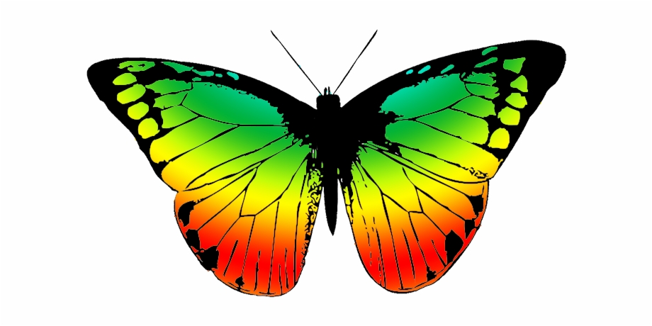 Colors Clipart Butterfly Real Colorful Butterfly Wings