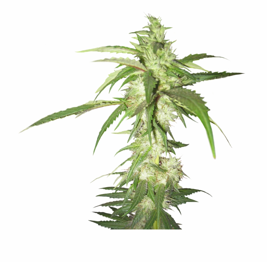 weed plant png
