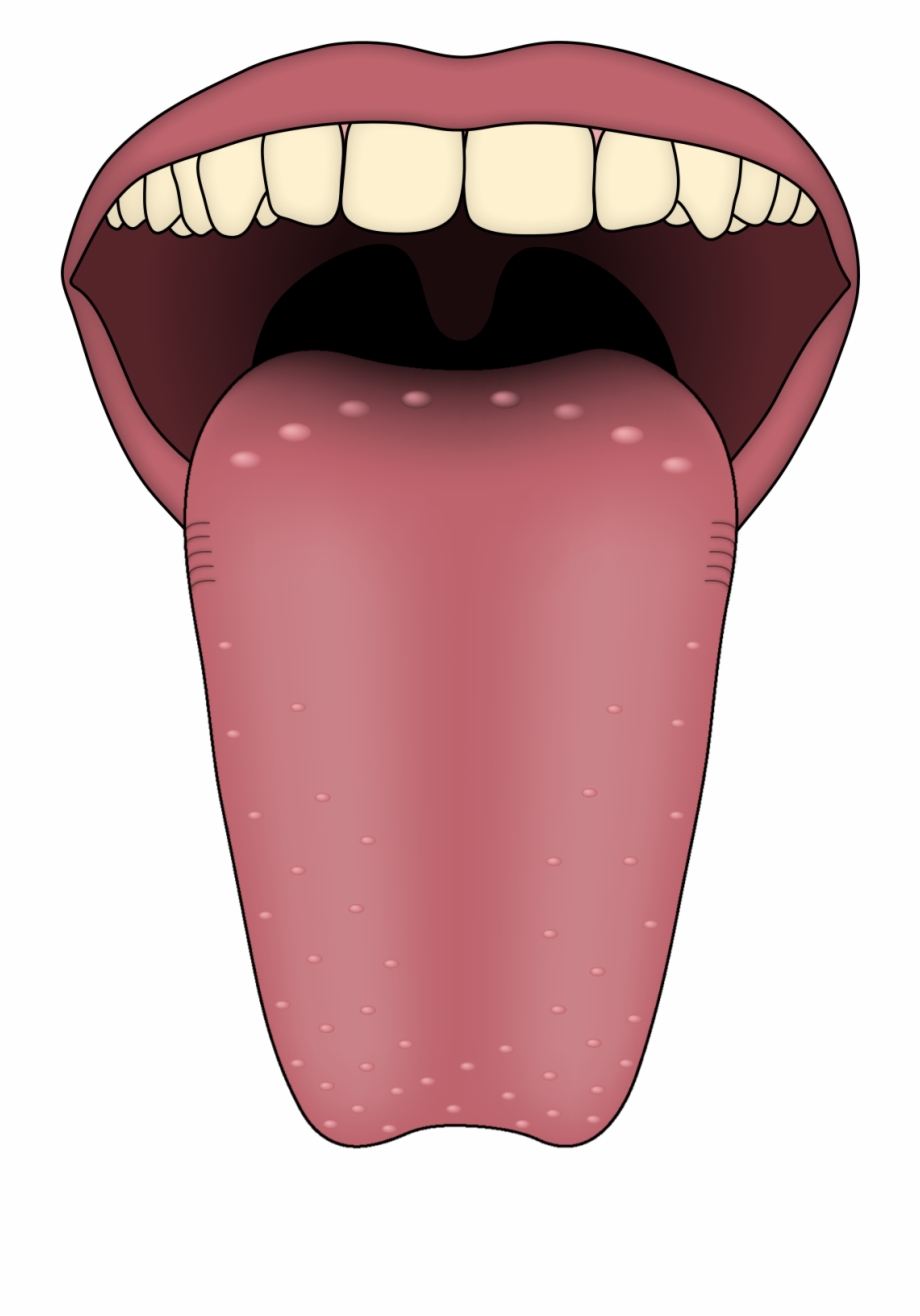 Tongue Clipart Clean Mouth Does It Mean If