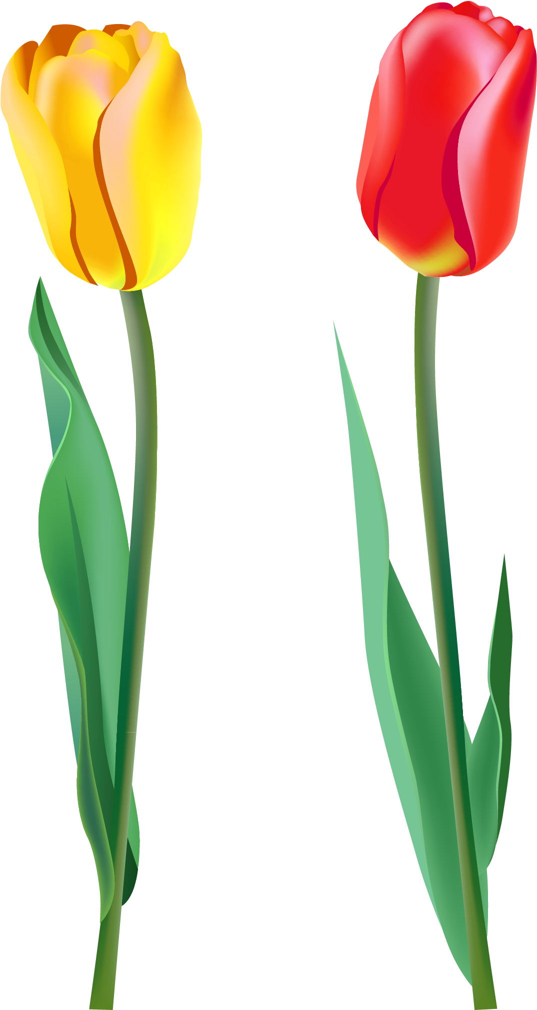 Image Tulip Clipart