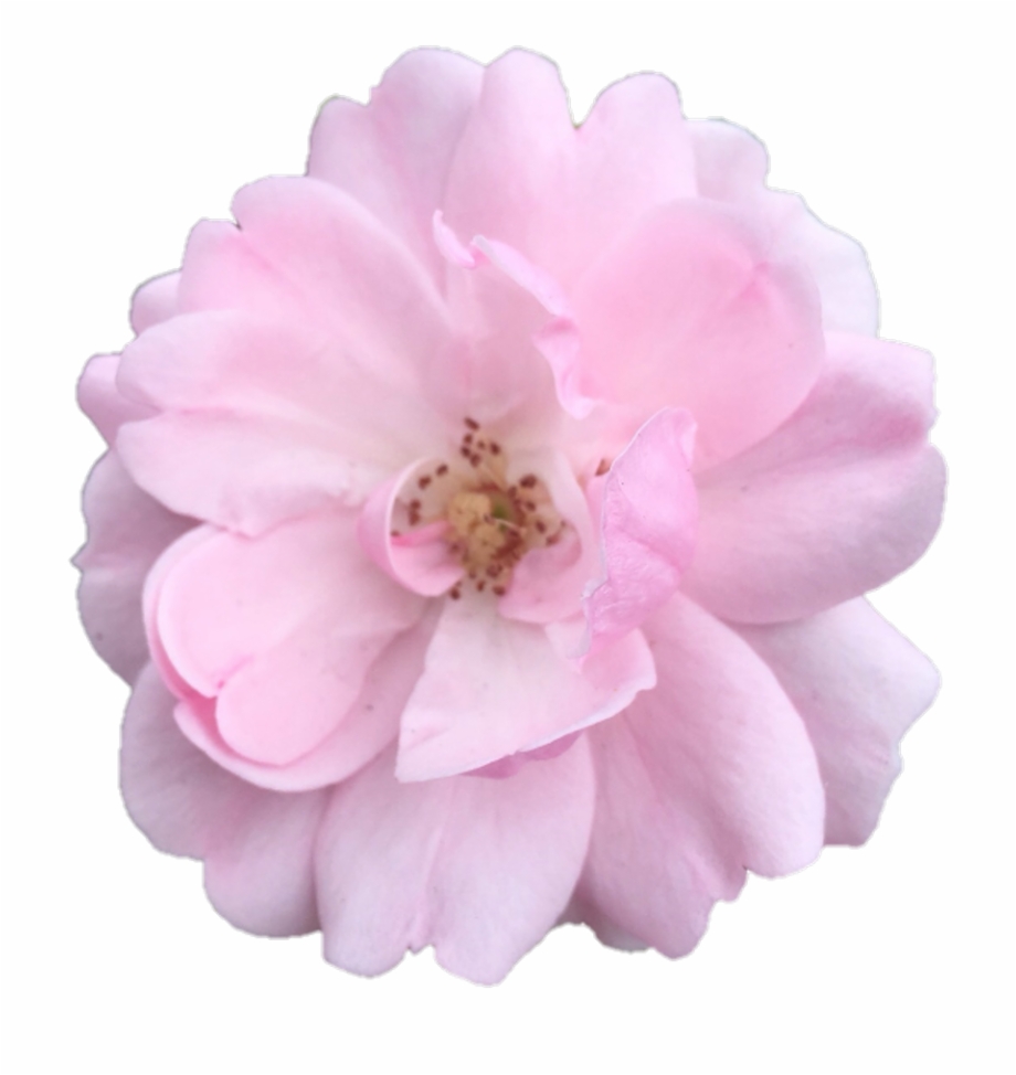 Free Pink Flower Transparent, Download Free Clip Art, Free Clip Art on