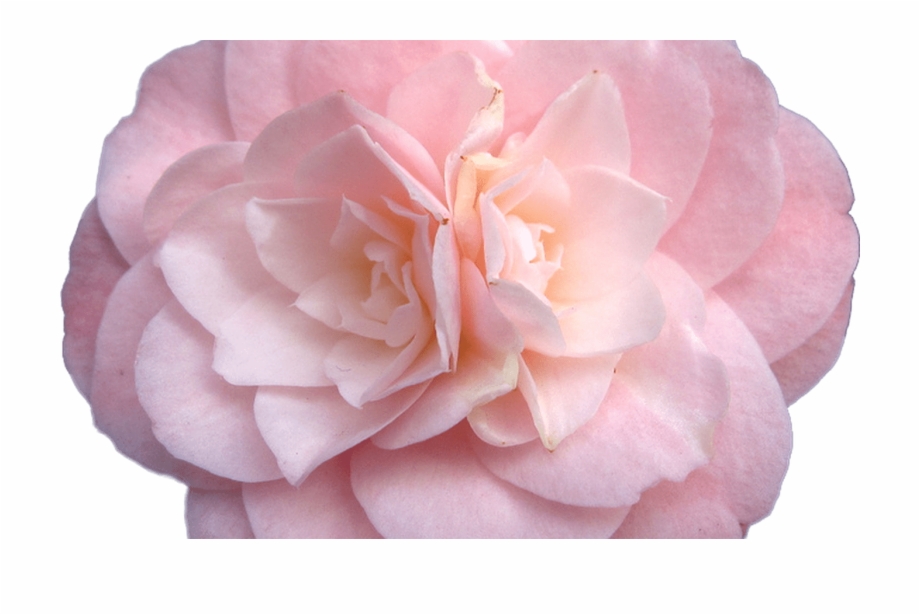 Tumblr Pink Flower Rosegold Aesthetic Rose Freetoedit Aesthetic