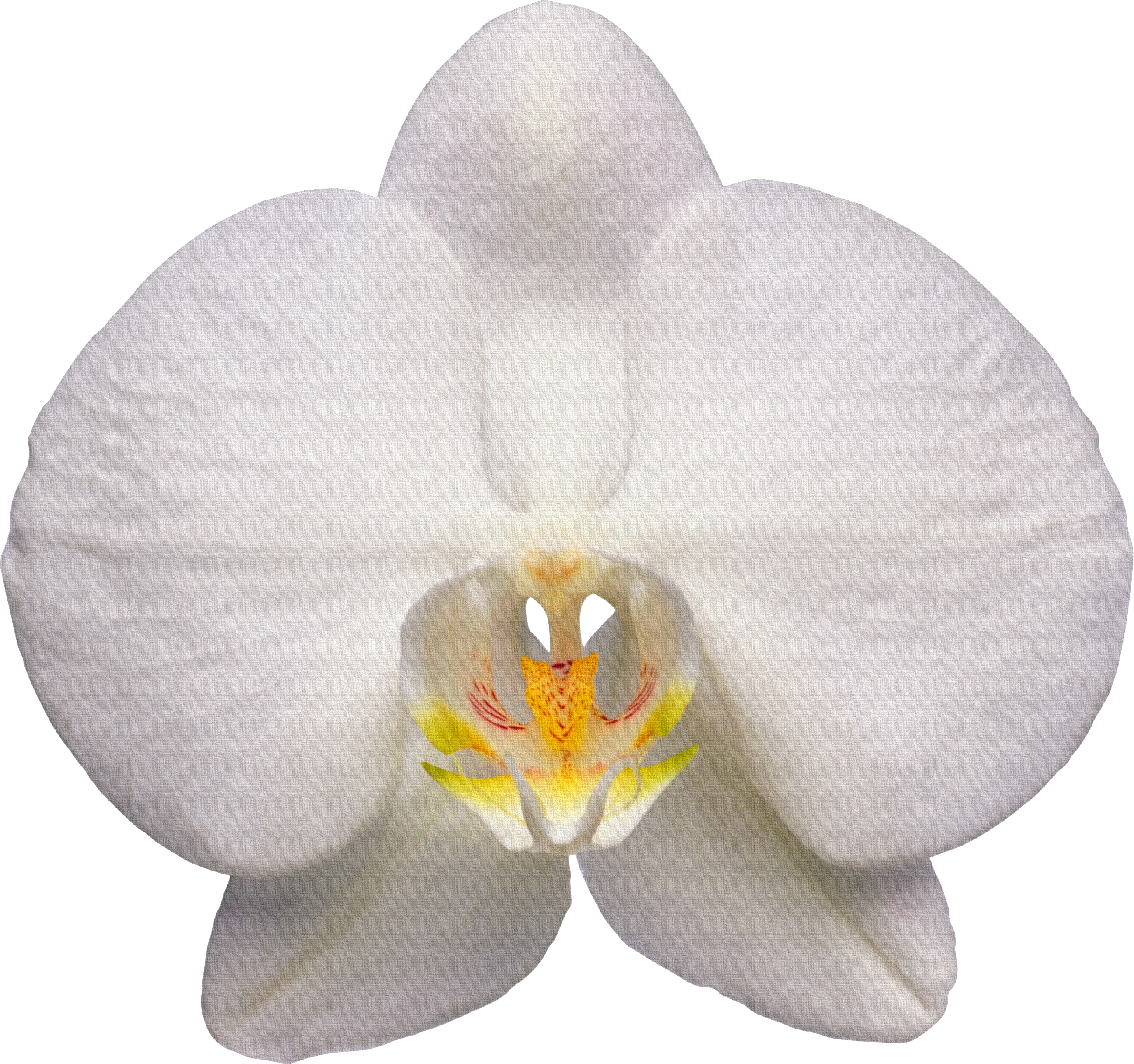 orchid white png
