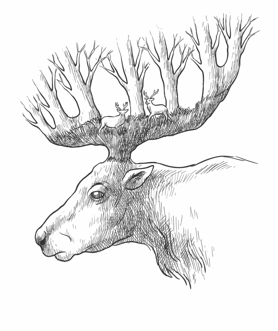 Red Deer Gray Wolf Drawing Sketch