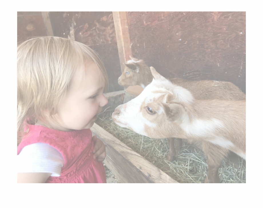Menu Item Baby Kissing Baby Goat Domestic Pig