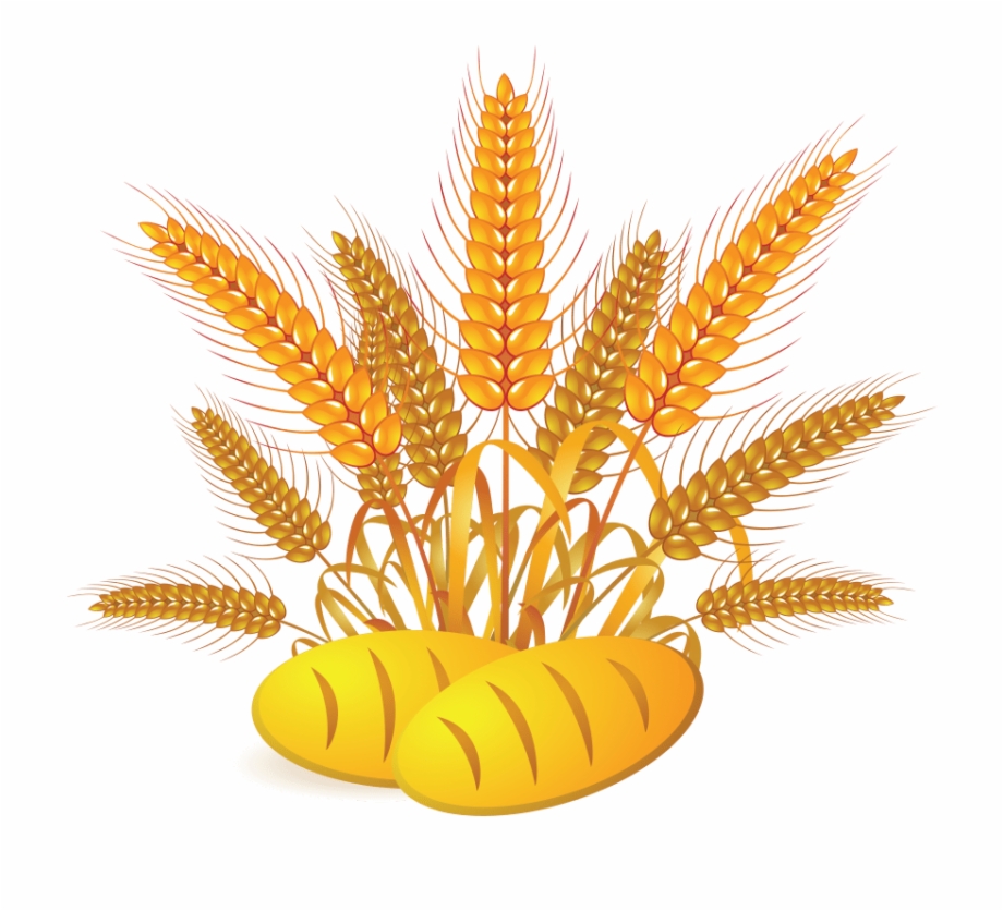 Free Png Wheat Png Images Transparent Wheat And