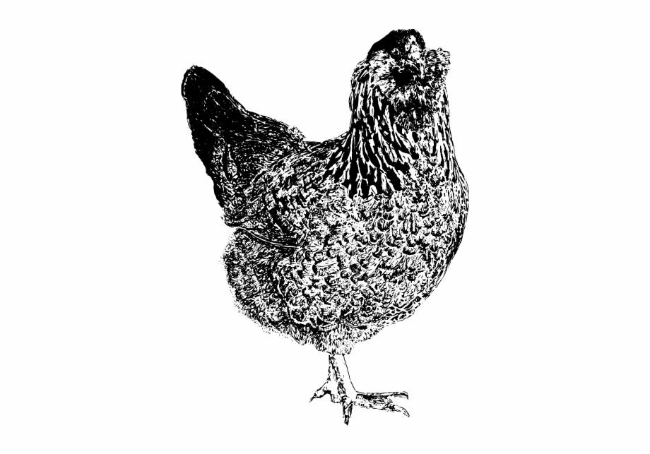 Easter Egger Chicken Drawings