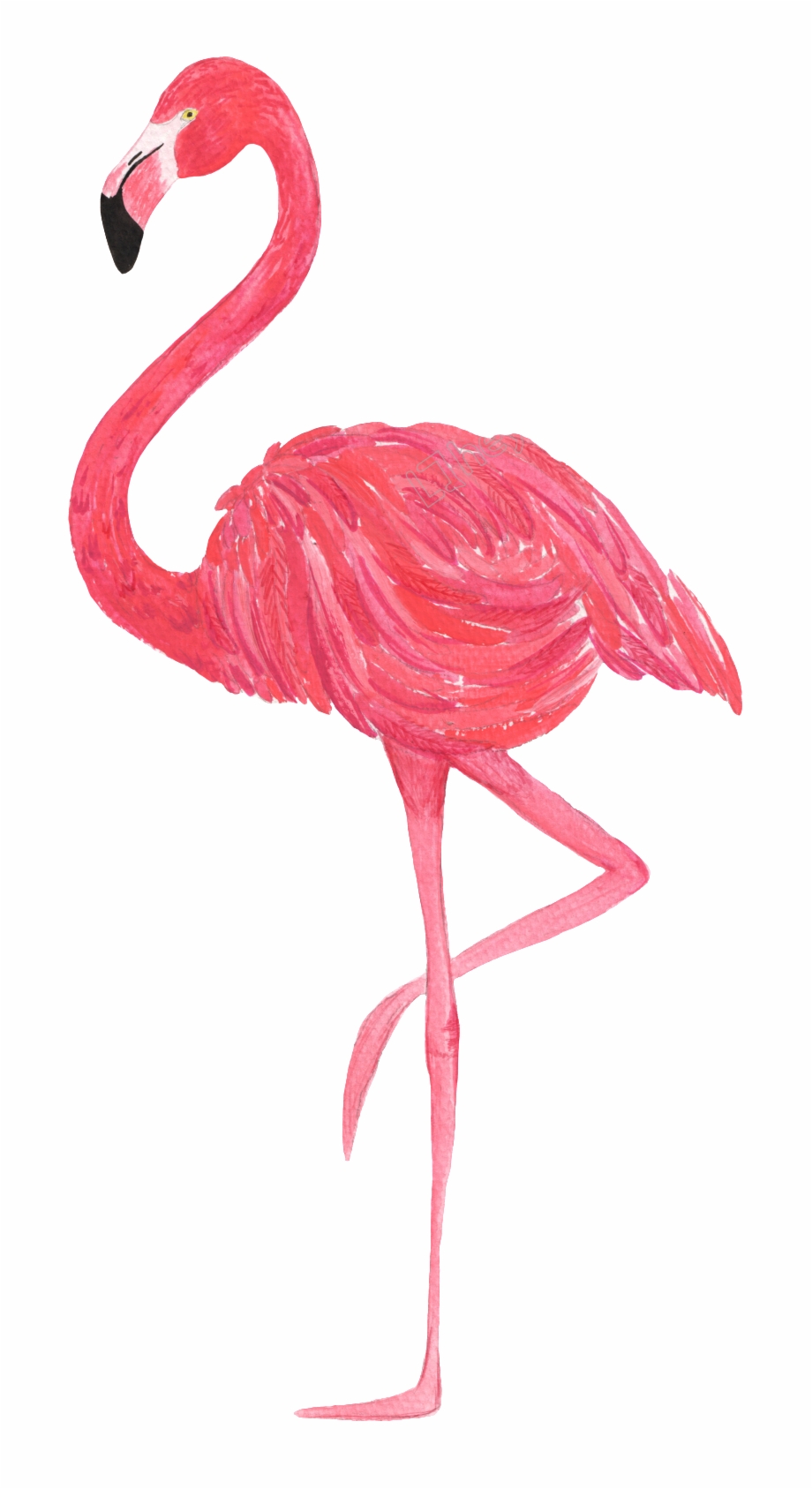 Flamingo Vector Transparent Transparent Background Flamingo Png