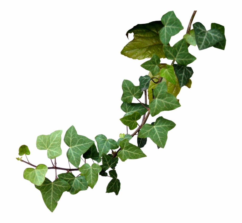 Vine Clipart Poison Oak Twig