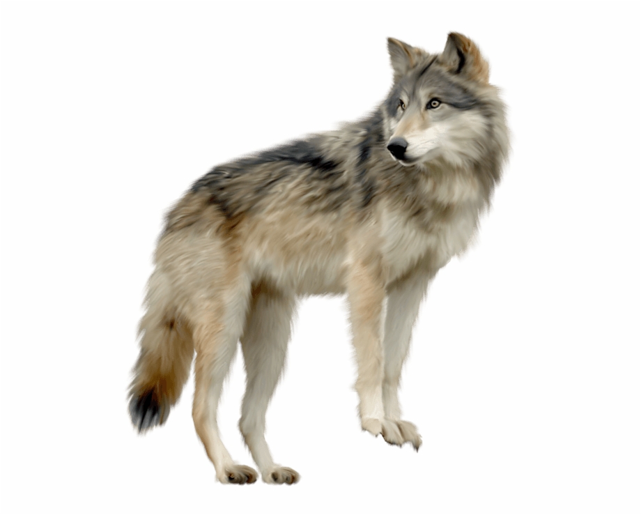 Wolf Looking Sideview Gray Wolf Png