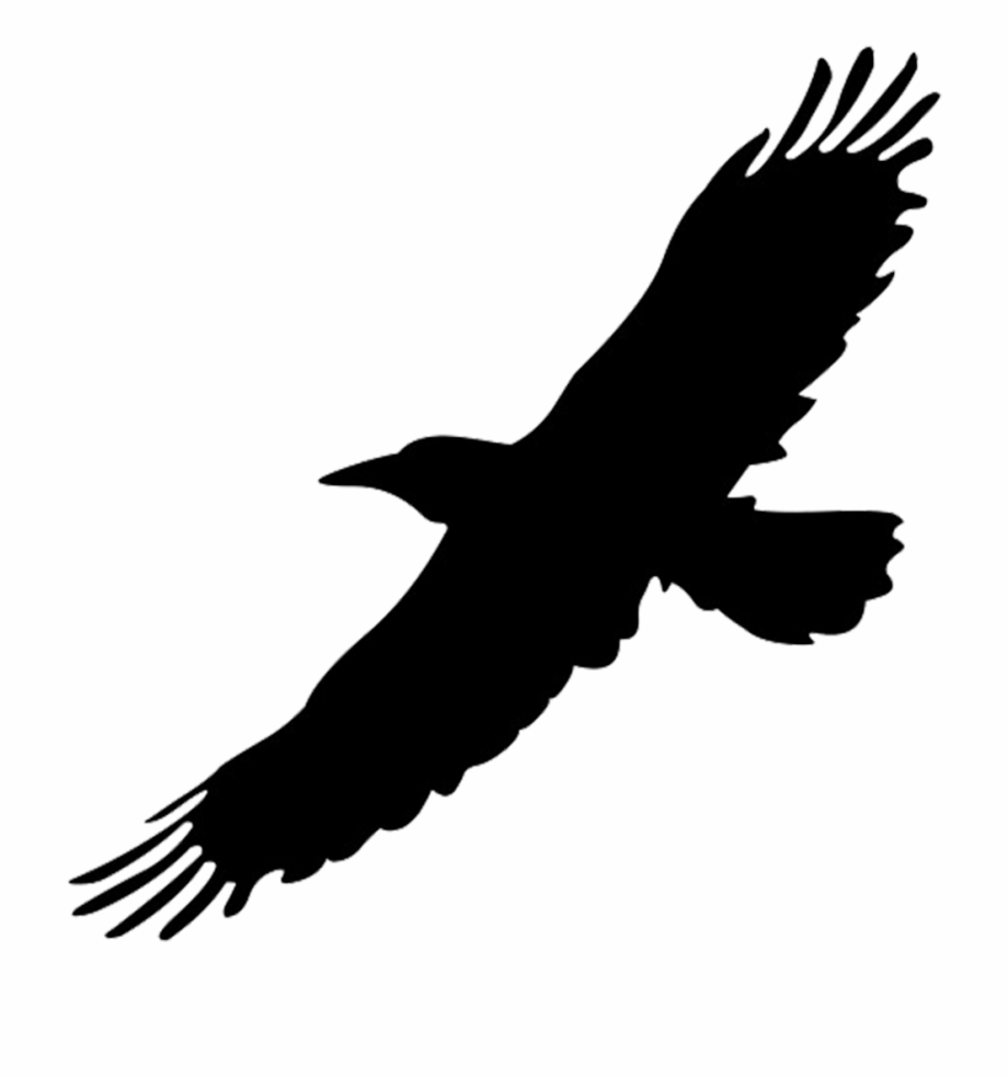 Silhouette Of Flying Big Bird Black Flying Bird
