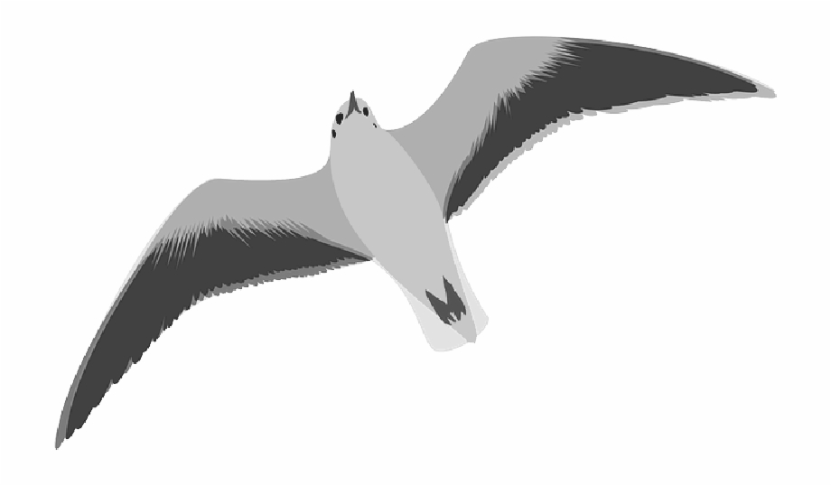 seagull clip art
