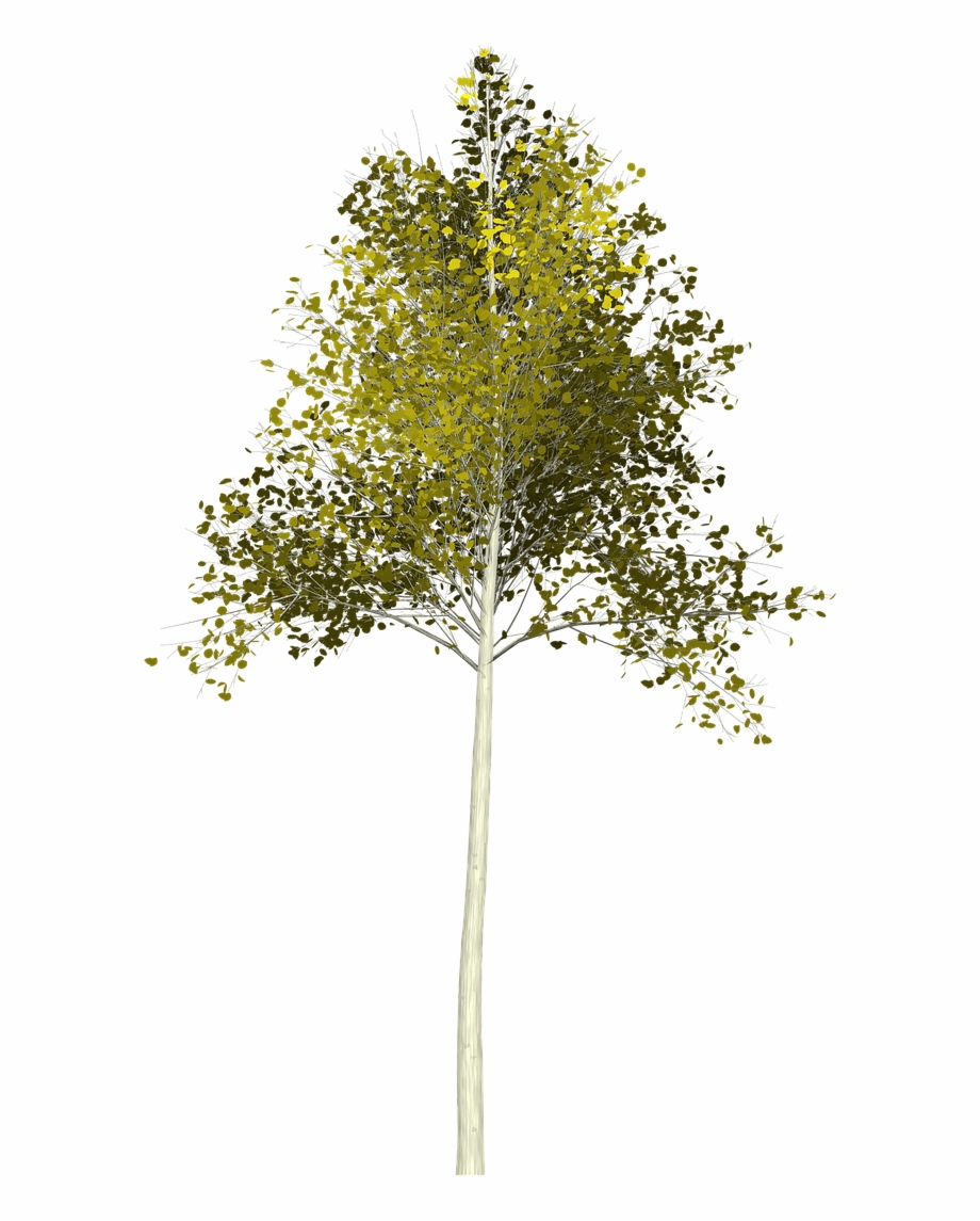 Young Tree Png
