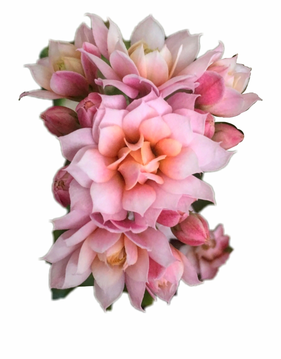 Bouquet Flowers Png Overlay Transparent Flower Lovely Flower