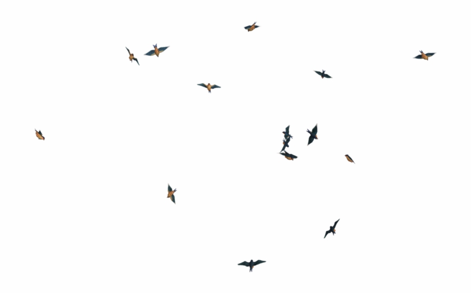 Flying Bird Png Image Birds Flying Real Transparent