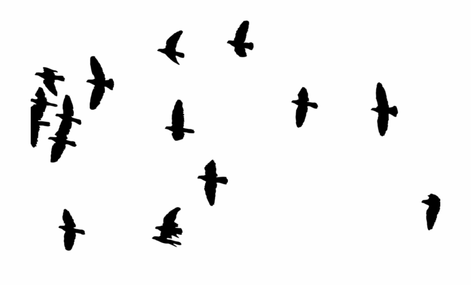 silhouette of flock birds
