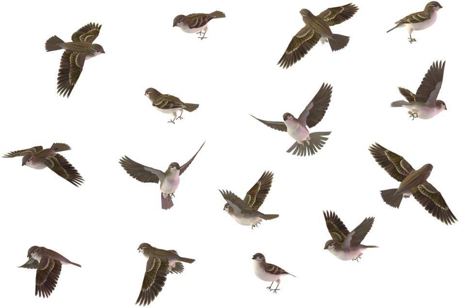 Sparrow Png Image Flying Robin Bird Png