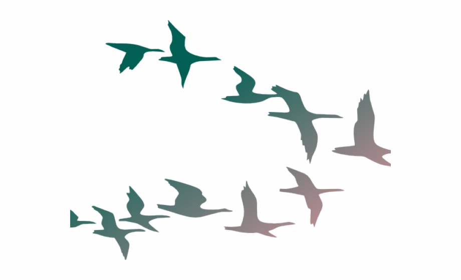 Colorful Flying Birds Png