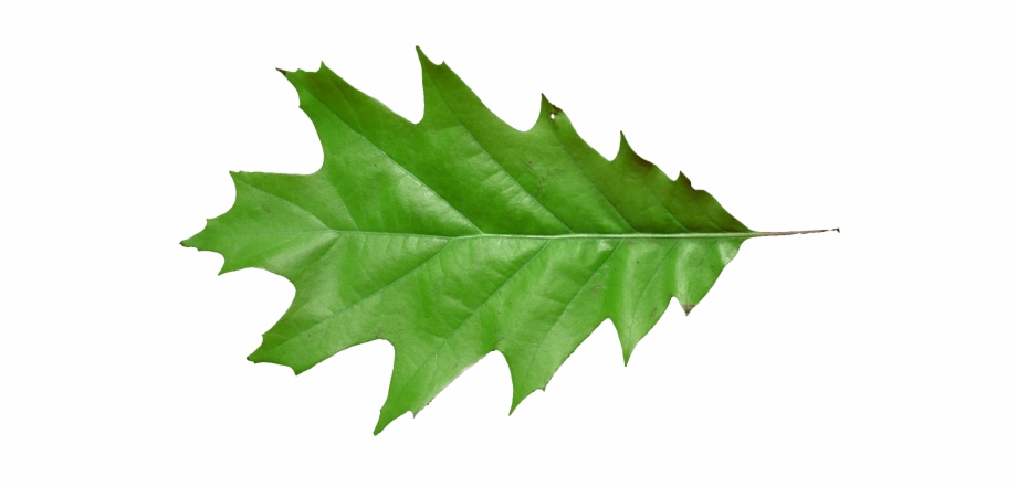 Leaf Oak T 640640 206 Kb Maple Leaf