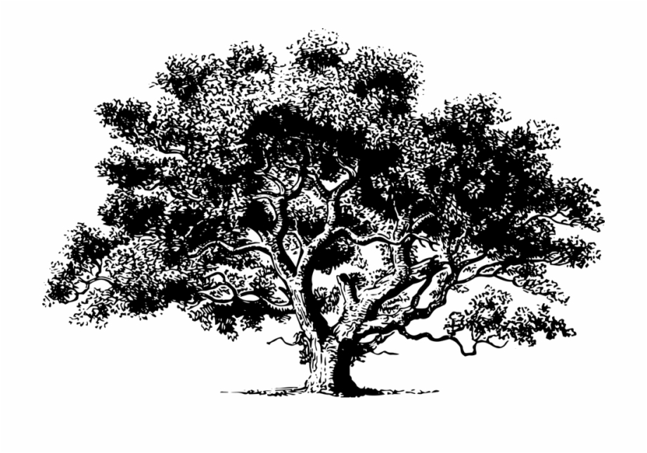 Tree Drawing Detailed Foliage Black And White Drawing