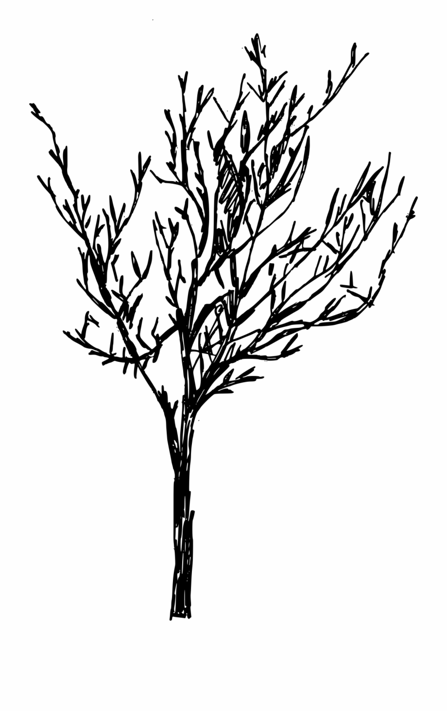 drawing of eucalyptus tree
