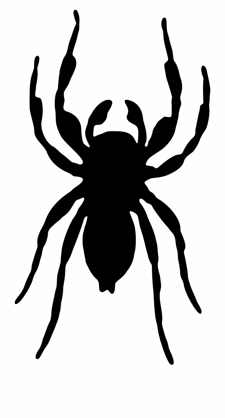 Spider Silhouette 3 By Firkin Insect