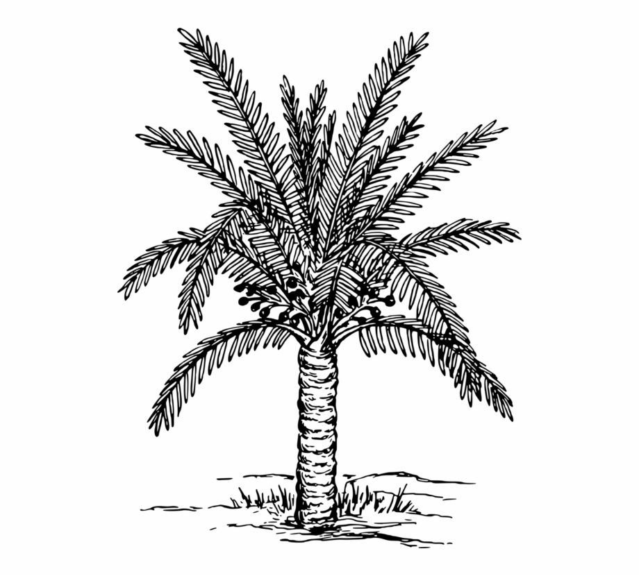 Palm Trees Coloring Book Drawing Painting Plants Date