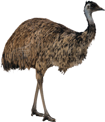 Ostrich Png Free Image Download Emu Ostrich Bird