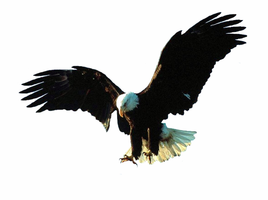 Aigle Bald Eagle Wings Animals Image Tube Eagles